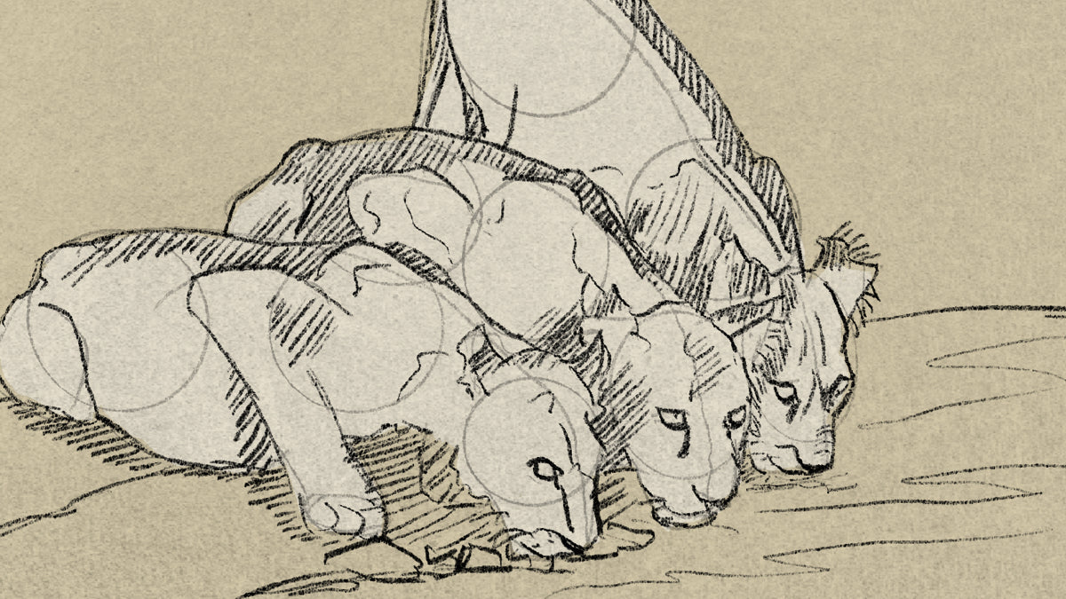 Sketch of three young lions drinking the edge of a watering hole.