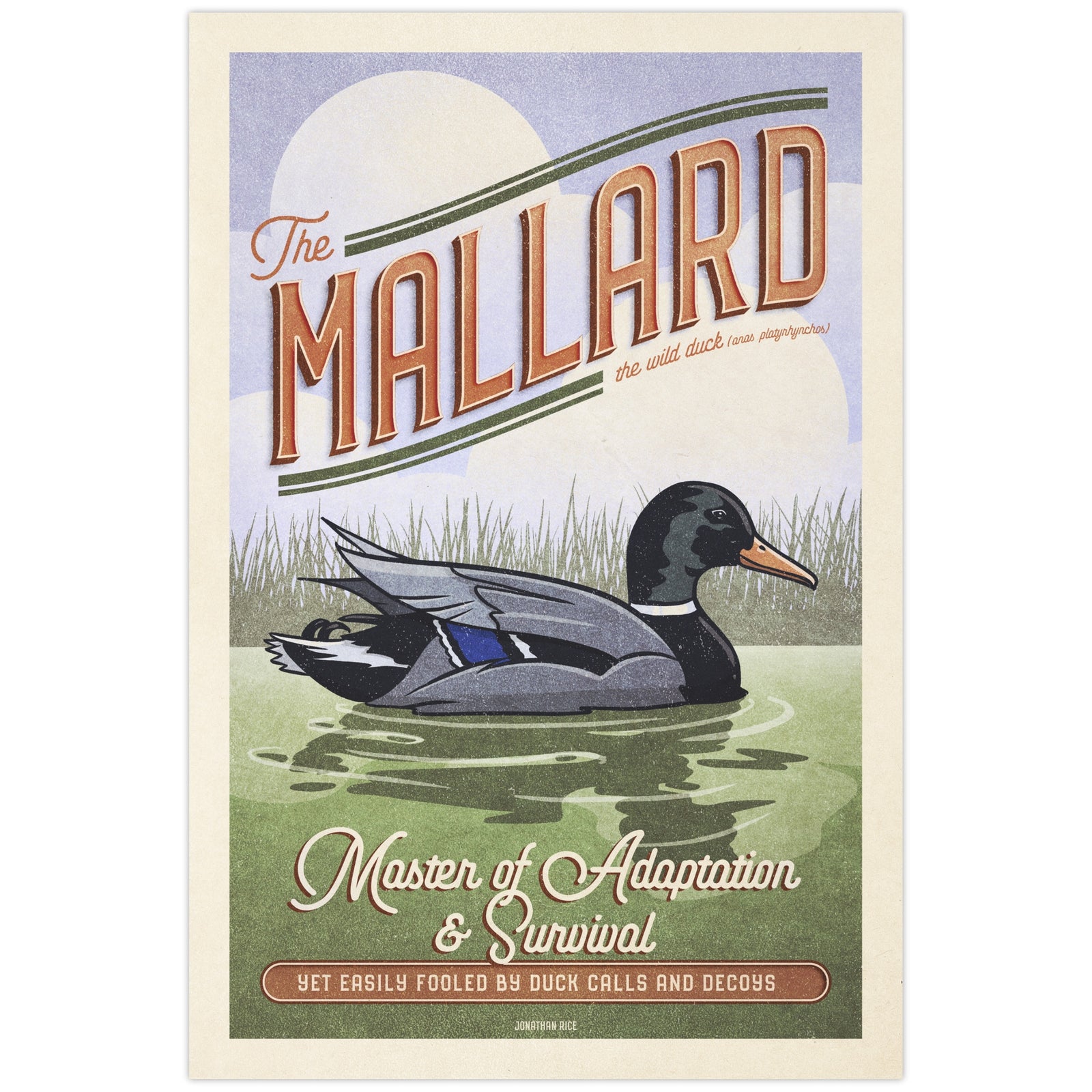 Vintage-style illustrated Mallard duck poster featuring a swimming drake with the humorous slogan "Master of Adaptation & Survival... Yet Easily Fooled by Duck Calls and Decoys."