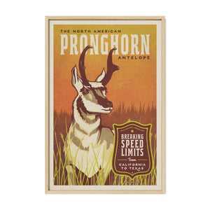 Pronghorn Antelope poster by Jonathan Rice oak frame