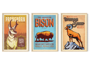 Set of three vintage-style Western animal posters featuring pronghorn, bison, and bighorn sheep shown in light oak frames
