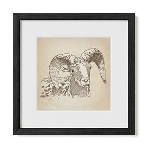 Bighorn Sheep sketch in black frame