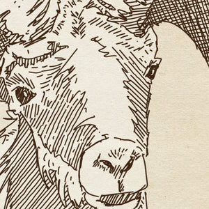 Detail of Bighorn Sheep wildlife sketch
