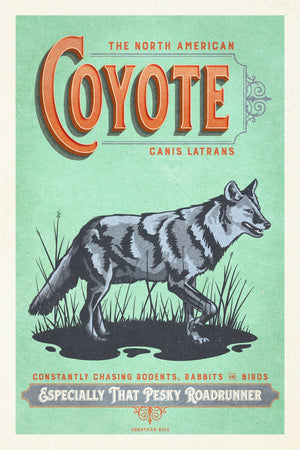 oyote illustrated poster from the Creatures of Character animal illustration series unframed hero mockup