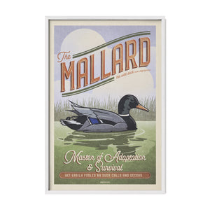 Mallard duck poster displayed in a white frame.