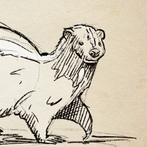 Detail of Skunk wildlife sketch