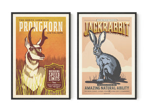 Pronghorn / jackrabbit posters by Jonathan Rice black frame