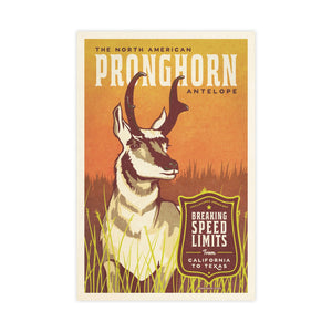 Pronghorn Antelope poster by Jonathan Rice unframed