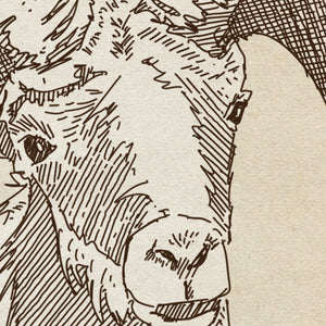 Detail of Bighorn Sheep wildlife sketch
