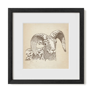 Bighorn Sheep sketch in black frame