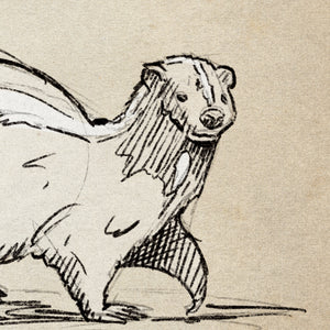 Detail of Skunk wildlife sketch