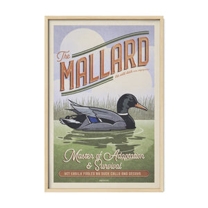 Mallard duck poster displayed in a natural oak frame.