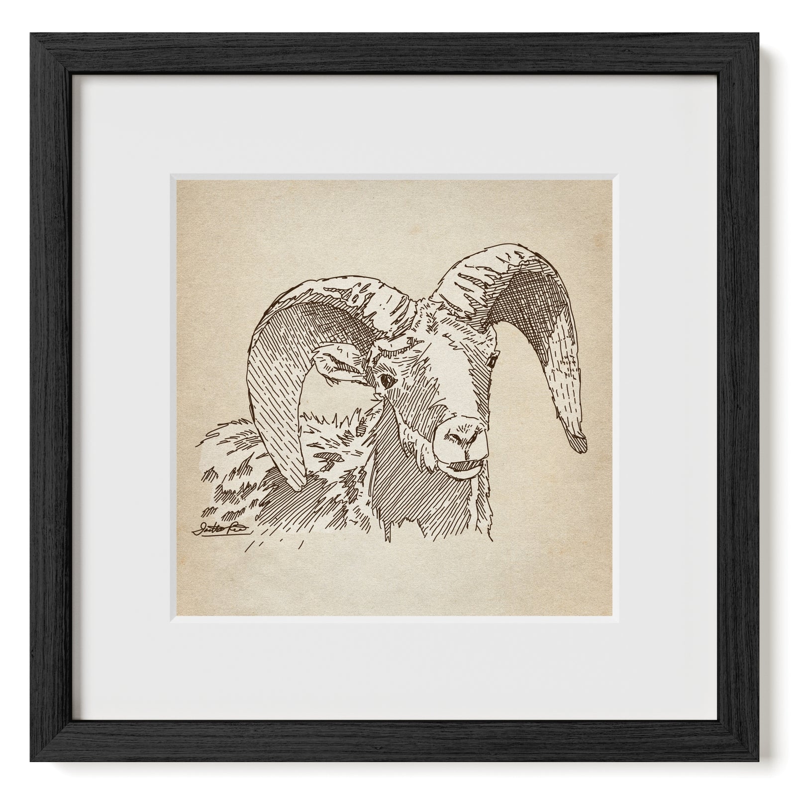 Bighorn Sheep sketch art print matted and framed