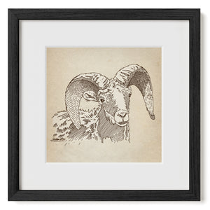 Bighorn Sheep sketch art print matted and framed