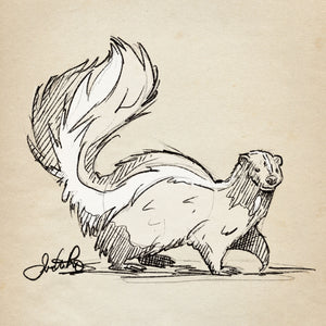 Skunk sketch art print