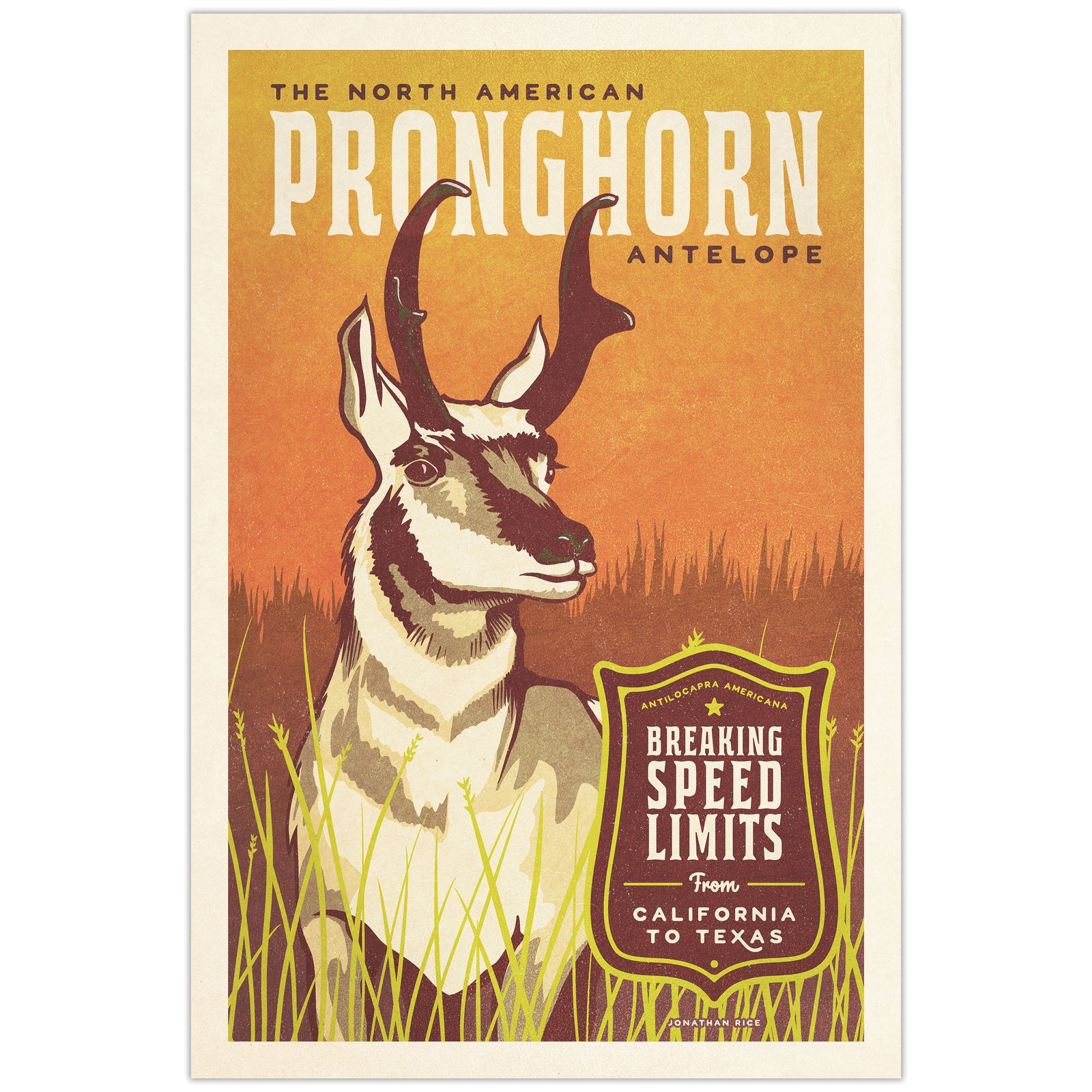 Pronghorn illustrated poster from the Creatures of Character animal illustration series