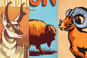 Set of three pronghorn, bison and bighorn sheep poster detail close-ups