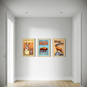 Three framed Western animal posters featuring pronghorn, bison, and bighorn sheep displayed in a minimalist hallway