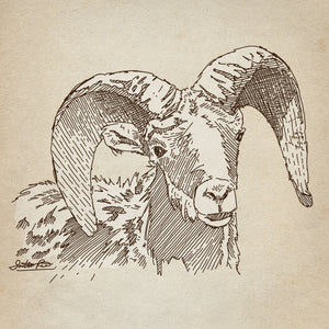 Bighorn Sheep sketch art print