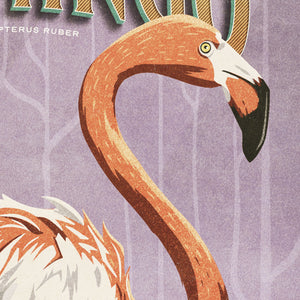 Close-up detail of American Flamingo illustration showing feather textures and typography