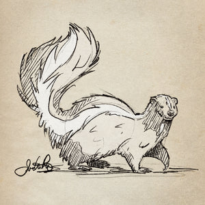 Skunk sketch art print
