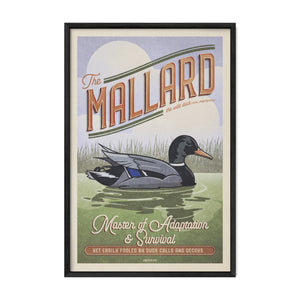 Mallard duck poster displayed in a black frame.