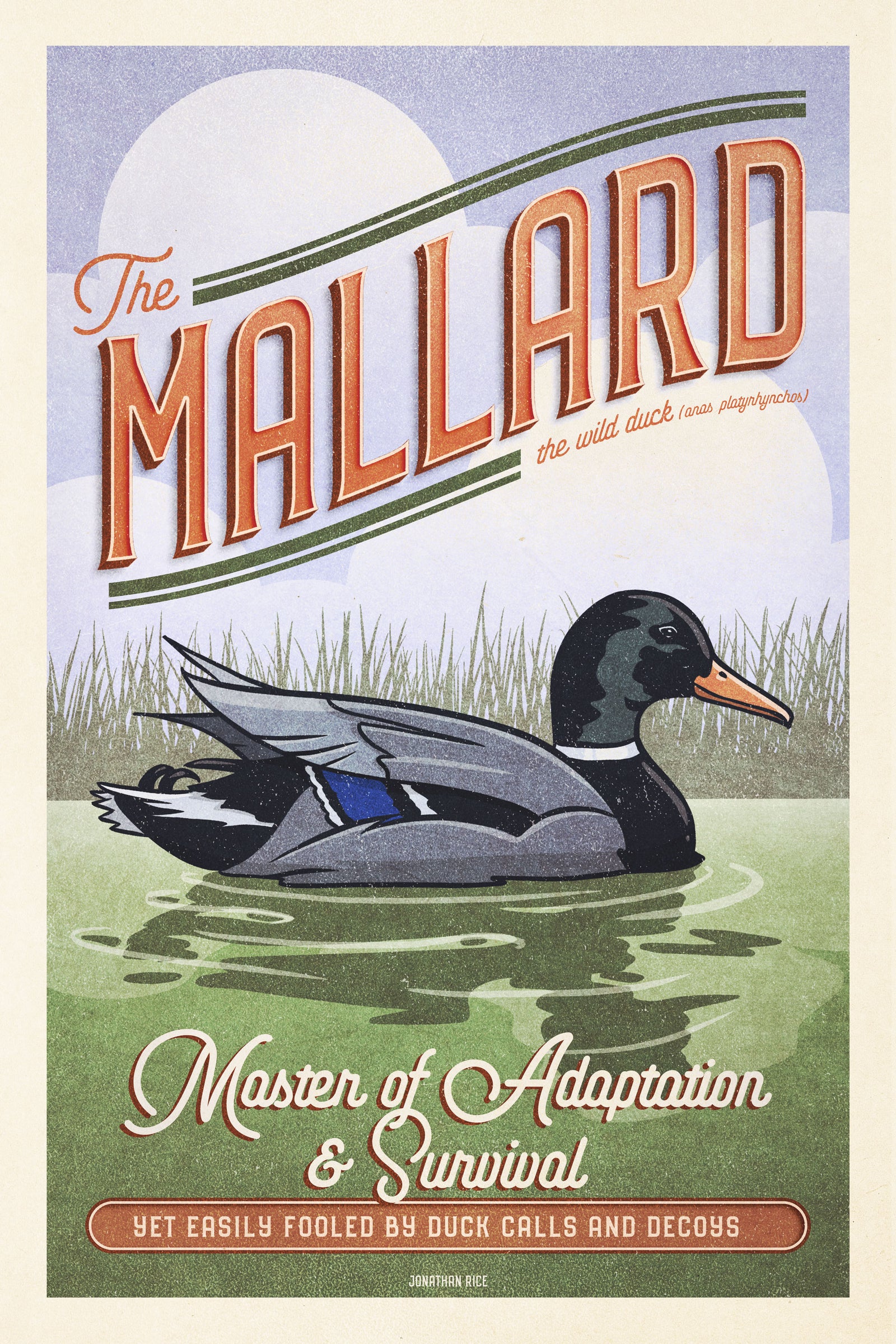 Vintage style humorous Mallard Duck art print of duck in water with reeds and a big sky in the background. The poster has ornate typography inspired by old travel, national parks and wildlife posters.