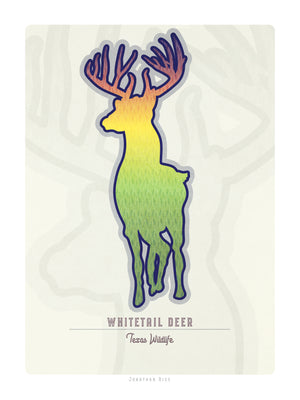 Whitetail Deer - Texas Wildlife Poster